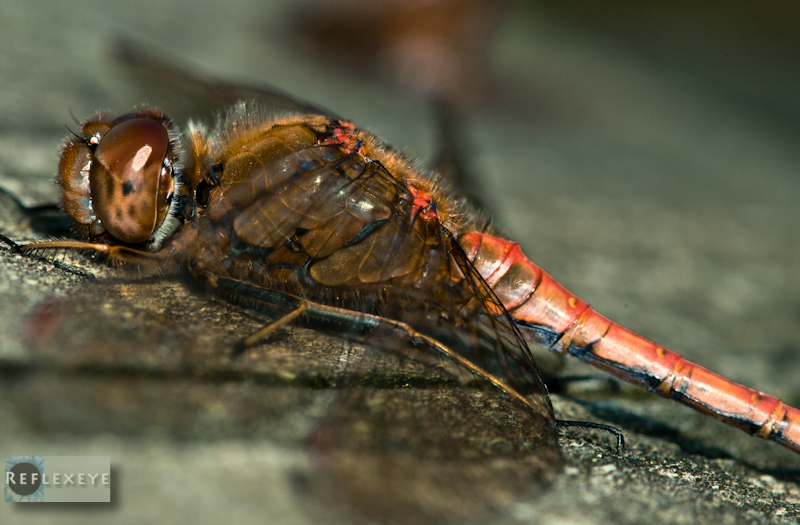 Red Bodied Darter
